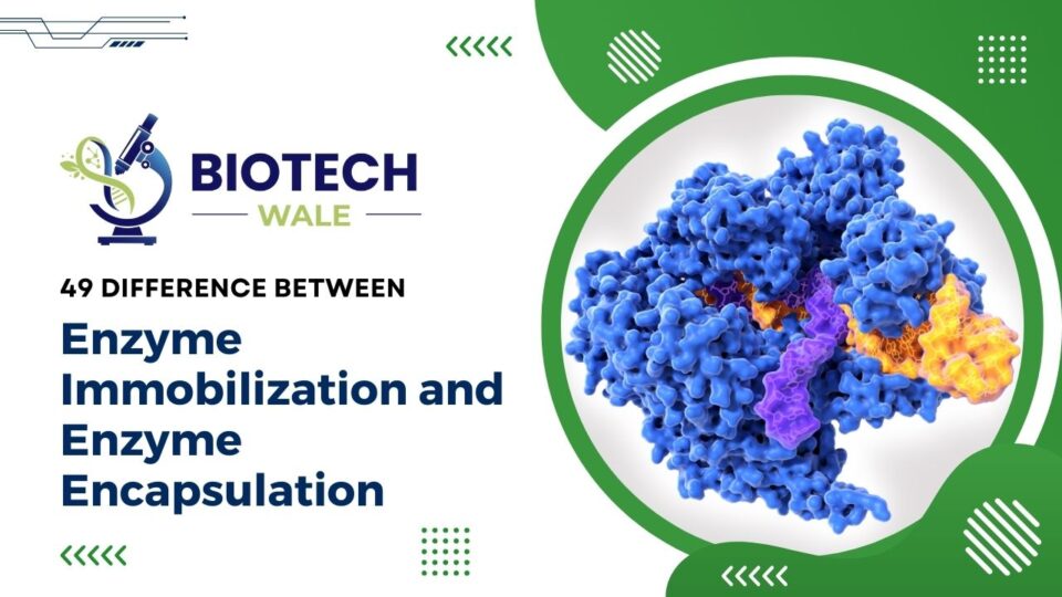 49 Difference Between Enzyme Immobilization and Enzyme Encapsulation