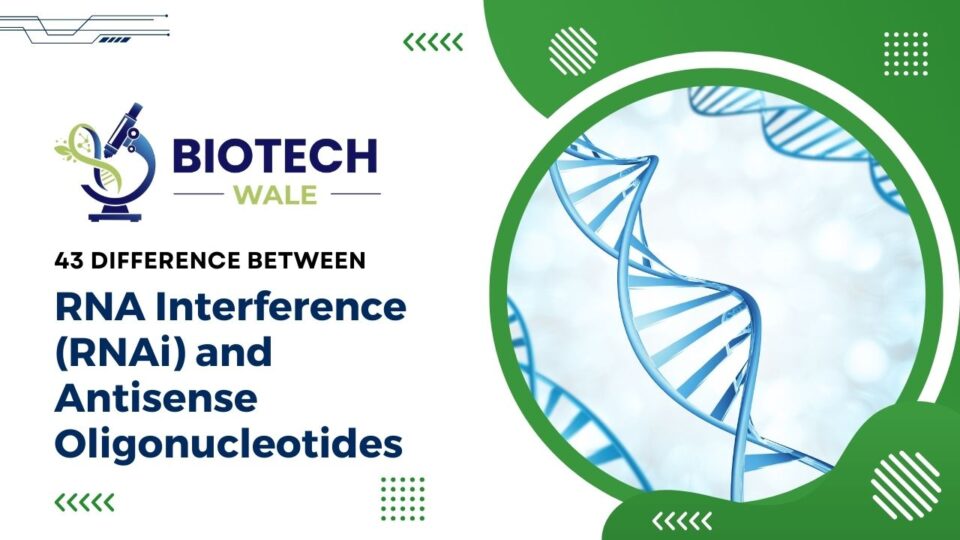 43 Difference Between RNA Interference (RNAi) and Antisense Oligonucleotides