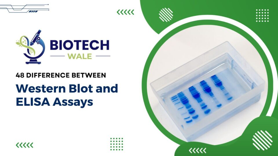 48 Difference Between Western Blot and ELISA Assays