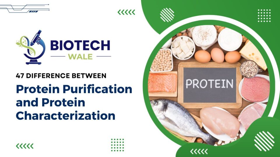 47 Difference Between Protein Purification and Protein Characterization