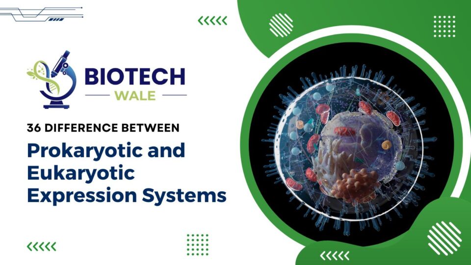 Prokaryotic and Eukaryotic Expression Systems